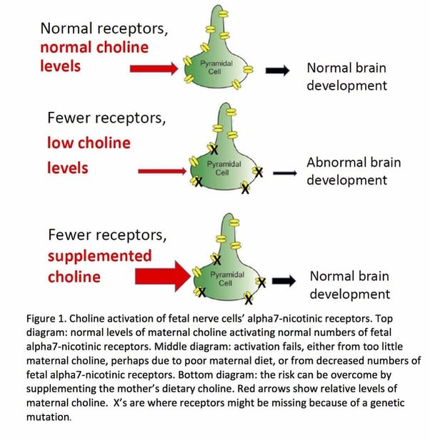 Choline Baby Brain Development